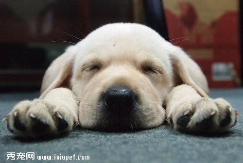 Labrador Retriever(����������Ȯ)������������λ