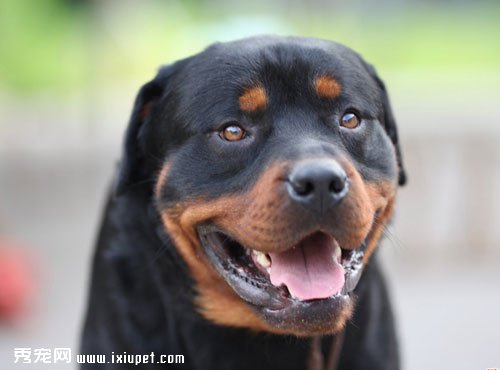 Rottweiler(������Ȯ)���������ھ�