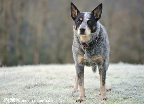Australian Cattle Dog(������ţȮ)�������е�ʮ��