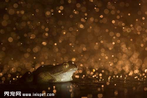 2015��Ӣ��Ұ��������Ӱ������ͼƬ�ع�