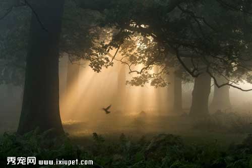 2015��Ӣ��Ұ��������Ӱ������ͼƬ�ع�