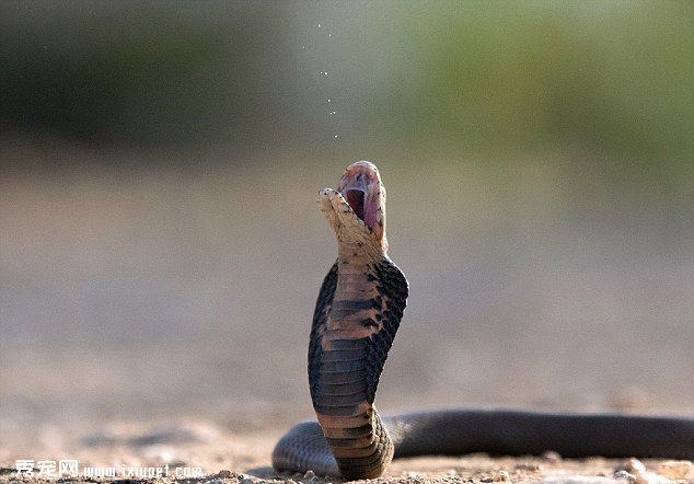 �Ϸ���Ӱʦð���������綾Һ˲��