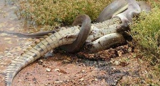������ս�����쳣 ����ս����ͬ���ھ�