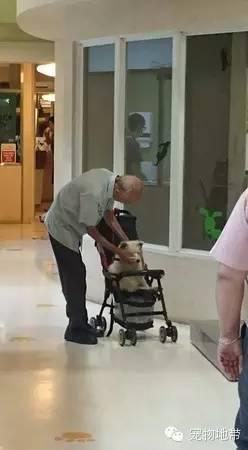 ���������ϲ���������Ӥ����������ȥ������һ���ܲ����ĺ���