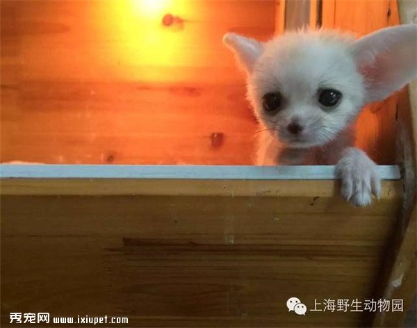 ��С���˸��ȵĶ��˲���Ȼ������