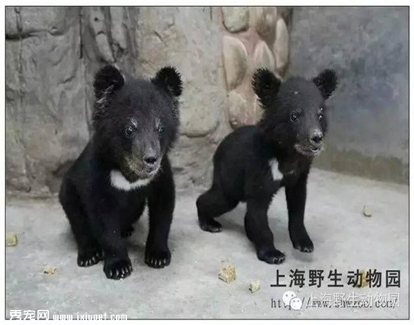 ��С���˸��ȵĶ��˲���Ȼ������