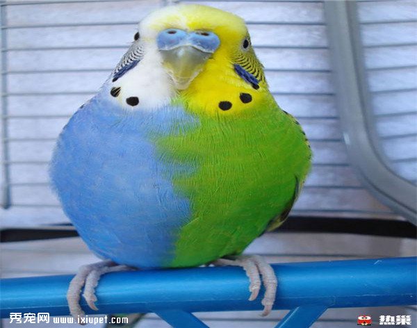 14�֡�ɫɫ����С���������ɫ�Ķ�������