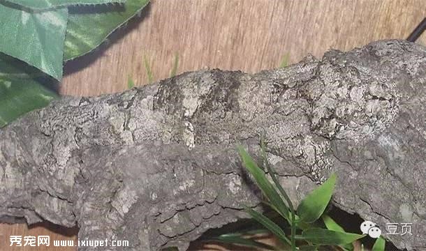 25������αװ�Ķ�������Ѿ��Ǵ�ʦ�ˣ���