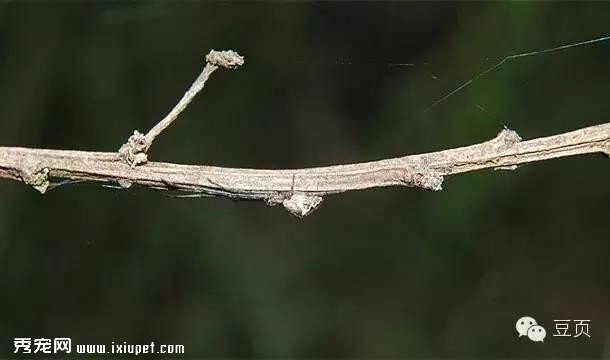 25������αװ�Ķ�������Ѿ��Ǵ�ʦ�ˣ���