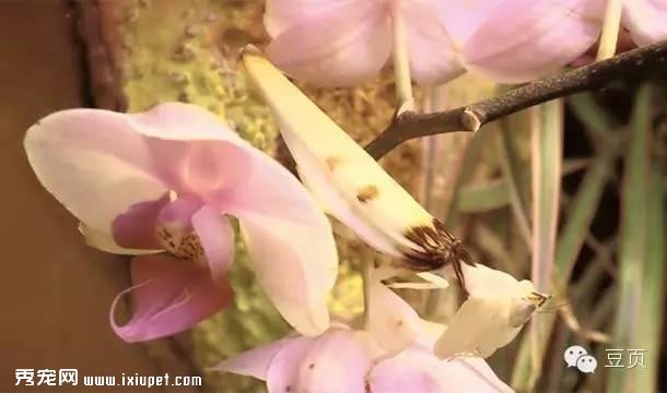 25������αװ�Ķ�������Ѿ��Ǵ�ʦ�ˣ���