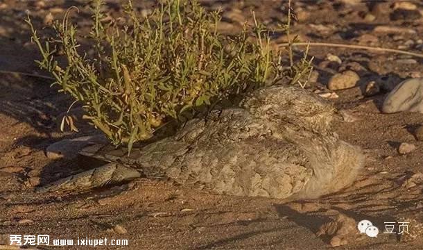 25������αװ�Ķ�������Ѿ��Ǵ�ʦ�ˣ���