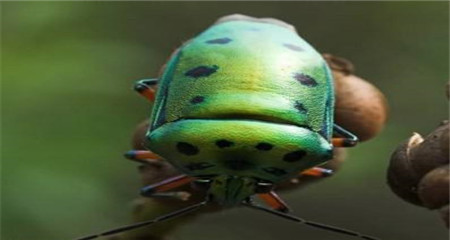 ��������ʮ�󶺱ƴ��� ���ǵ�αװ������