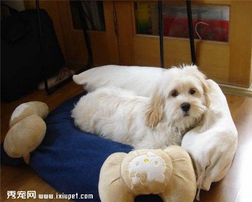 ���ë�Ĺ������а��ٳ�������ë�ķ���
