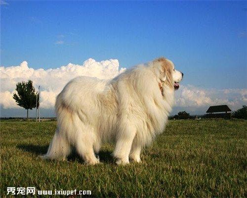 ��ζ����Ĺ������а񣬺��ʺϰ��ɾ�����ι���Ĺ�����