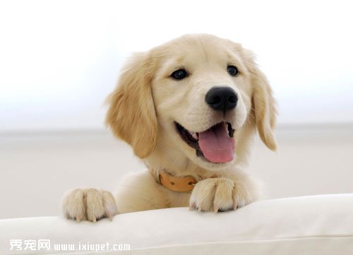 ��ɰ��������а����ϲ����һֻ����