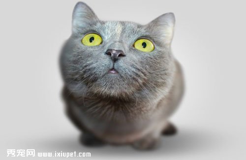 ǳ̸����è���׳��ֵ����󽡿�����