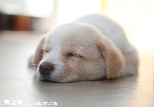 训练幼犬晚上睡觉安静的方法