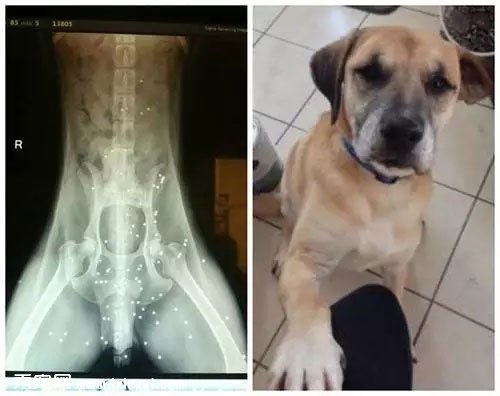 һ��X��Ƭ��ʾ����ֻ���������������Ĺ�ȥ����
