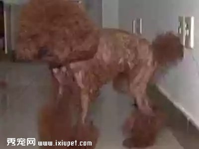 ���ˣ����ﹷ����� ����̫��Ů���˱���