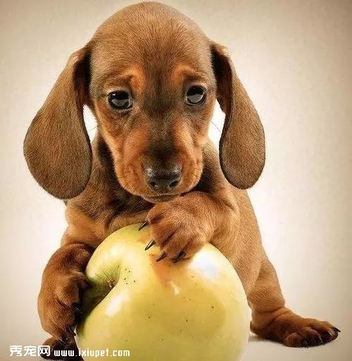 ��Ƚ���|Ϊ�γ���Ȯè��Щ������ͨ��ë��Ҳ�β���?