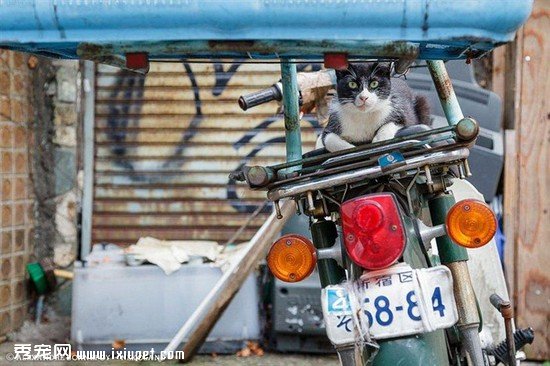 �ձ���������Ӱʦ��ͷ�µ�����������