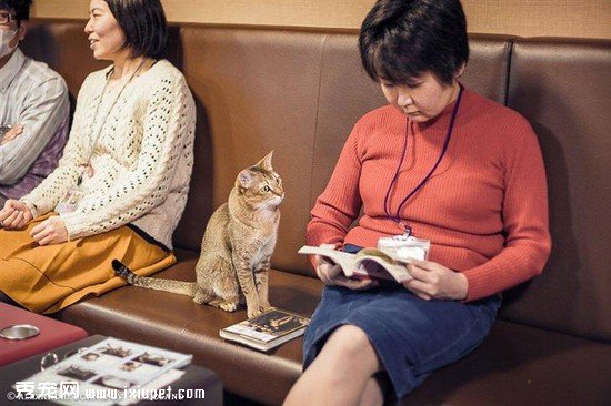 �ձ���������Ӱʦ��ͷ�µ�����������