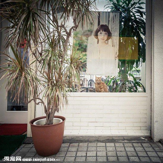 �ձ���������Ӱʦ��ͷ�µ�����������