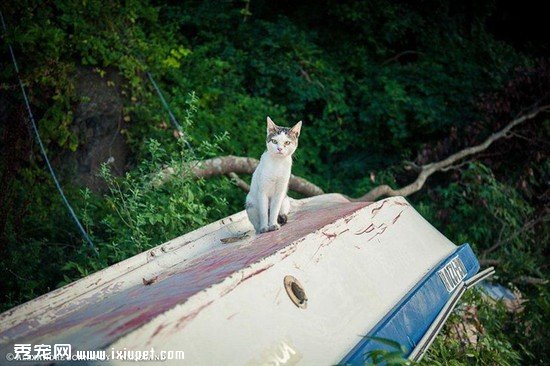 �ձ���������Ӱʦ��ͷ�µ�����������