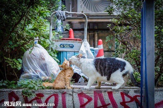 �ձ���������Ӱʦ��ͷ�µ�����������