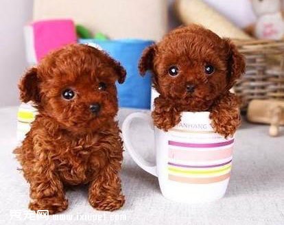 �豭̩��Ȯ5����ë���䣬��֪����