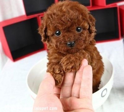 ���豭̩�ϼ۸񡿲豭���Ȯ����Ǯһֻ��