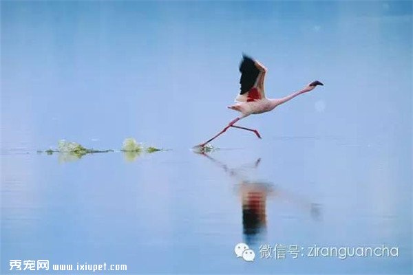 ��������԰�״����������񣬺���������Ӵ��