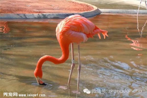 ��������԰�״����������񣬺���������Ӵ��