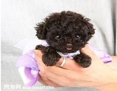 ���ֲ豭Ȯ̩�Ϲ�100Ԫ �����Ǽ٣�