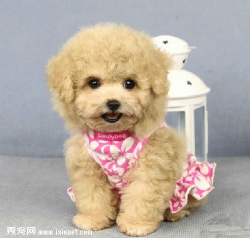 �豭���Ȯ�����������Ƕ�ã�