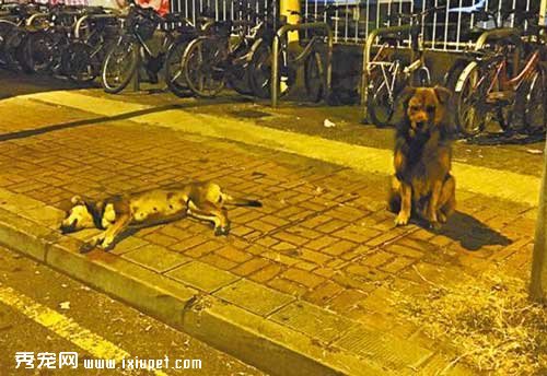 ������ײ�� ͬ���ػ�ʬ��10Сʱ���뿪��ͼ��