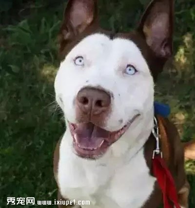 �ҿɲ����Բ�����������Ĵ��ֹ���