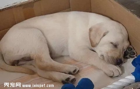 狗狗不孕不育通常都有哪些原因?