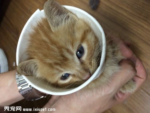 �豭è�����������豭è����ô��ɵģ�