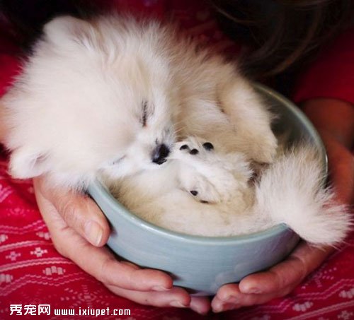 ���ձ��豭èͼƬ���ձ��豭è��ʲô���ӣ�