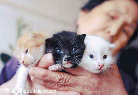 �����豭è�Ļ�����ʶ���豭è���ܳԵĶ�������Щ��