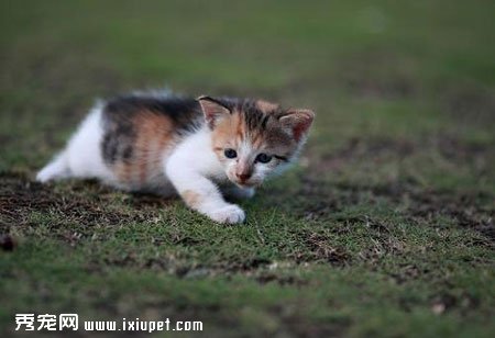 �豭è�������������������