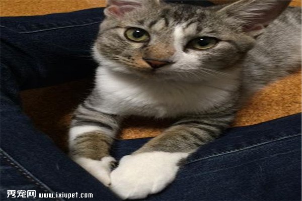 ���ּҺͶ���ѧ�Ҵ����׸�è������֣�����֮����
