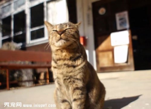 �ձ���УСѧ��һֻ�ɰ�è��У��!