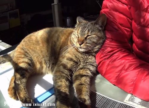 �ձ���УСѧ��һֻ�ɰ�è��У��!