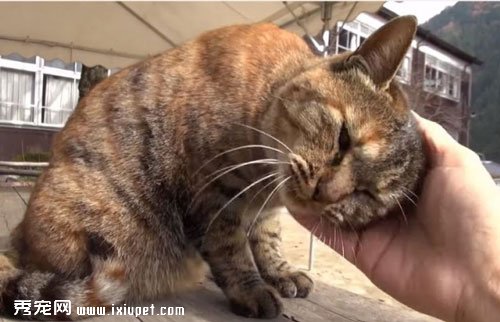 �ձ���УСѧ��һֻ�ɰ�è��У��!