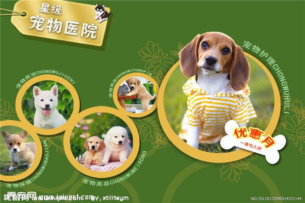  �ʱ�����׬Ǯ���ѣ�����ҽԺ����è�����겡�г�