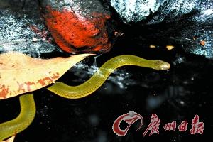 ���ݰ���ɽ������ۺ�����
