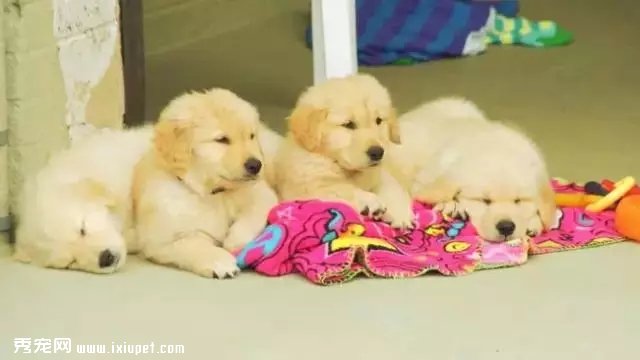 �ﷸ���ε�äȮѵ��ʦ�������Ȼ������