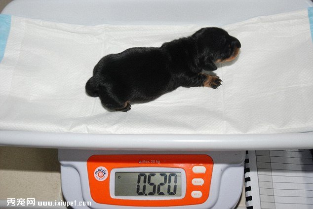The ��60,000 puppy Cloning Mans Best Friend